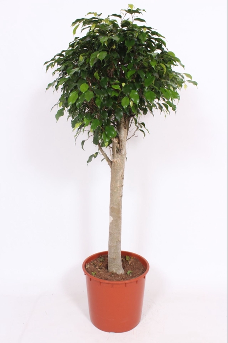 <h4>Ficus Danielle</h4>