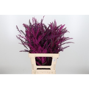 Grevilea Ivanhoe Kl Bh Erika