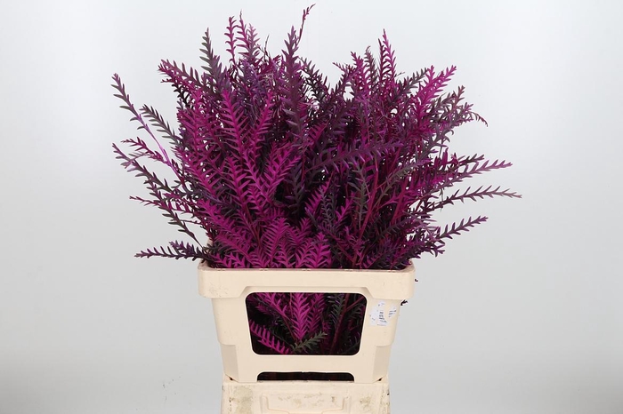 <h4>Grevilea Ivanhoe Kl Bh Erika</h4>