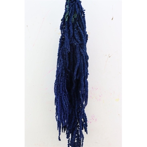 Pres Amaranthus Caud Dark Blue Bunch