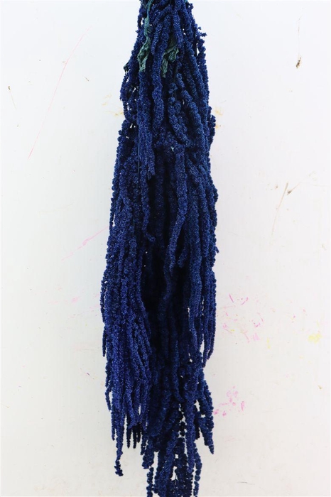 <h4>Pres Amaranthus Caud Dark Blue Bunch</h4>