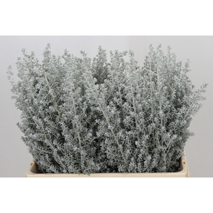 KOCHIA MAIREANA SEDIFOLIA KOCHIA (M
