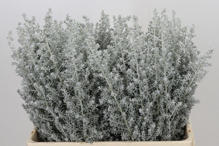 <h4>KOCHIA MAIREANA SEDIFOLIA KOCHIA (M</h4>
