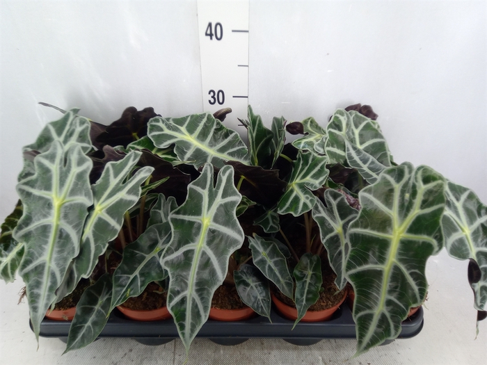 <h4>Alocasia amazonica 'Polly'</h4>