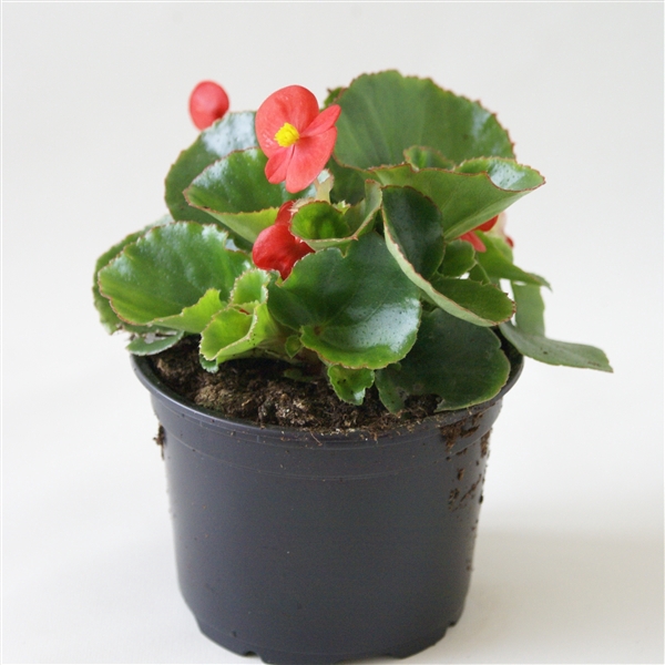 Begonia Semp groenbladig rood p9