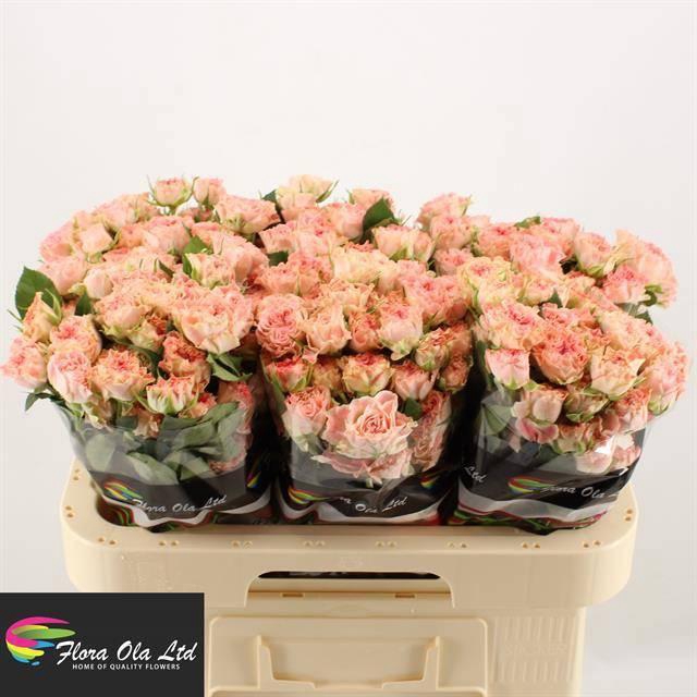 <h4>R TR FAIR FLOW</h4>