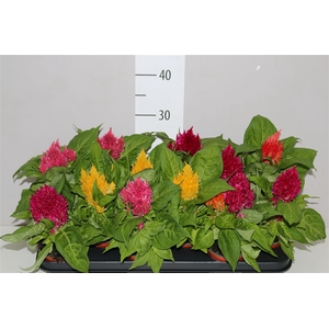 Celosia Arg Plumosa