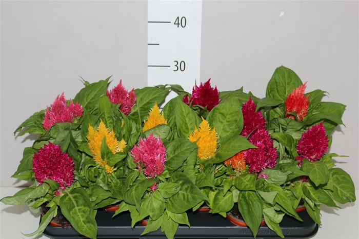 <h4>Celosia Arg Plumosa</h4>