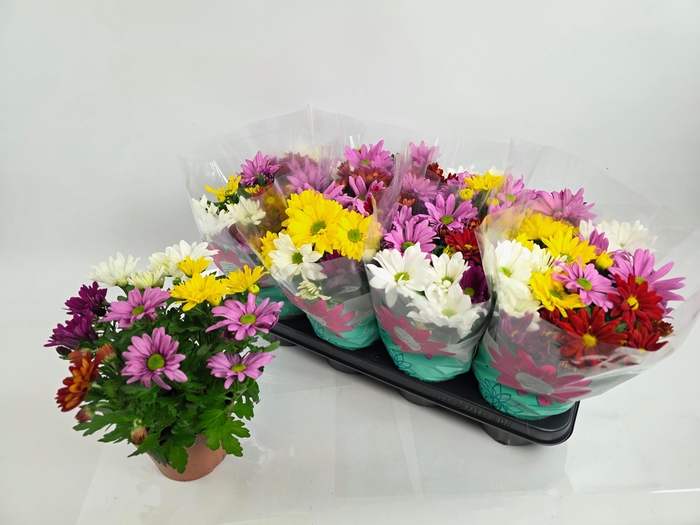 <h4>CHRYS GEM IN POT</h4>