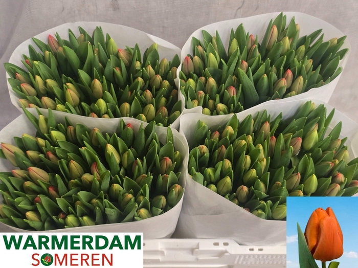 <h4>TU EN ESTA BONITA</h4>