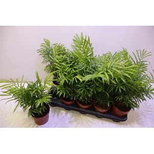Chamaed Elegans