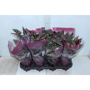 BEGONIA MACULATA SPOTLIGHT DARK P13