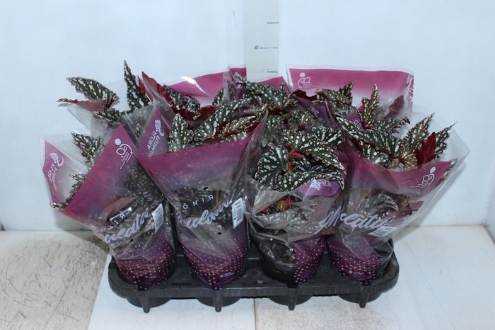 <h4>BEGONIA MACULATA SPOTLIGHT DARK P13</h4>