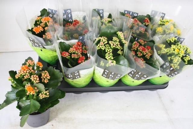 <h4>KAL GE GEM 4 KL</h4>