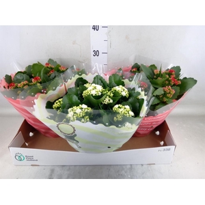 Kalanchoe blos.   ..rosebud mix  2