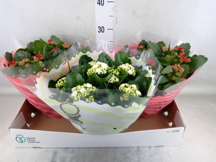 <h4>Kalanchoe blos.   ..rosebud mix  2</h4>