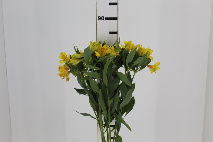 <h4>ALSTROEMERIA CARIBBEAN 080 CM</h4>