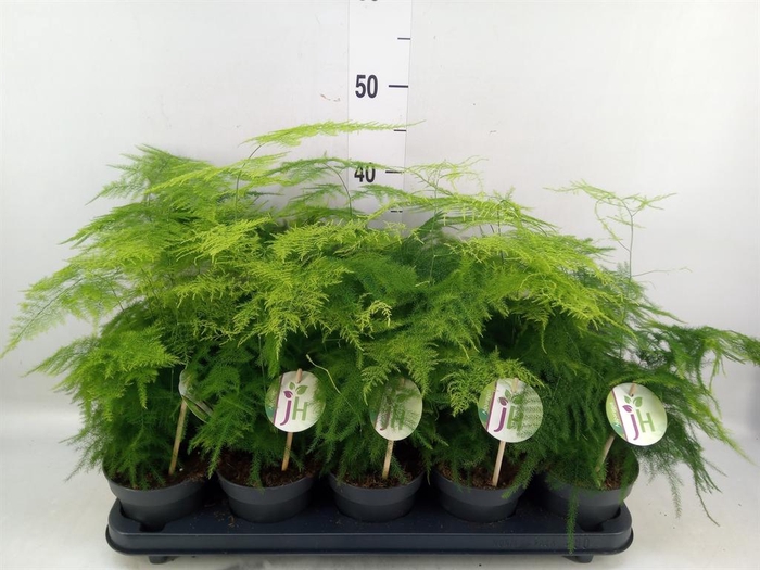 <h4>Asparagus setaceus</h4>