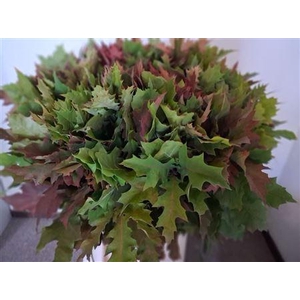 Querc Rubra