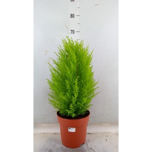 Cupressus macro. 'Goldcrest Wilma'