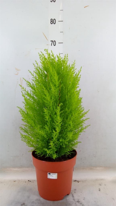 <h4>Cupressus macro. 'Goldcrest Wilma'</h4>