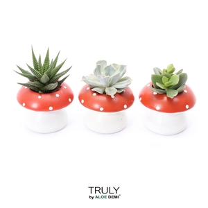 TRULY Succulent, mushroom