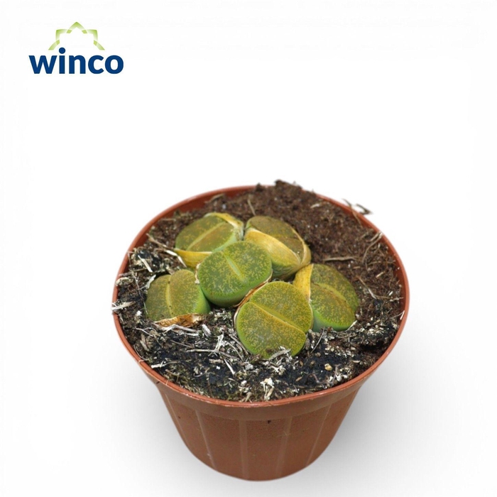 <h4>Lithops Green Bean</h4>