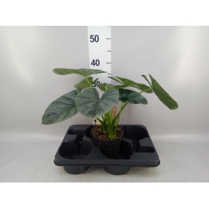 Alocasia   ...
