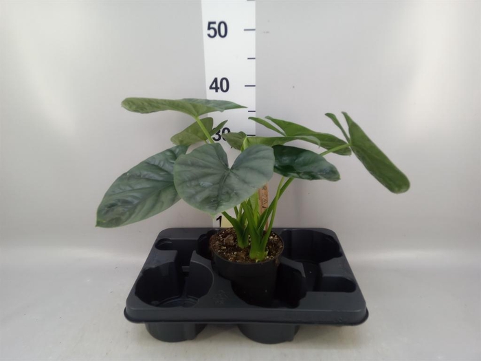 <h4>Alocasia ...</h4>