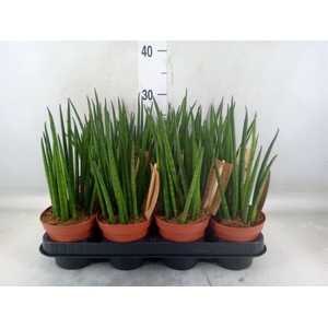 Sansevieria bacularis