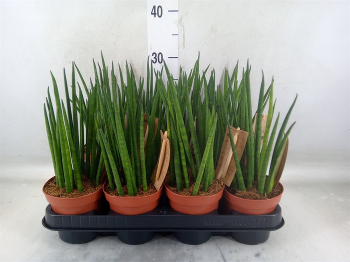 <h4>Sansevieria bacularis</h4>