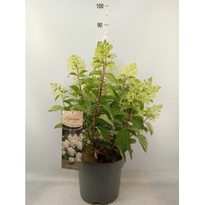 Hydrangea pan.