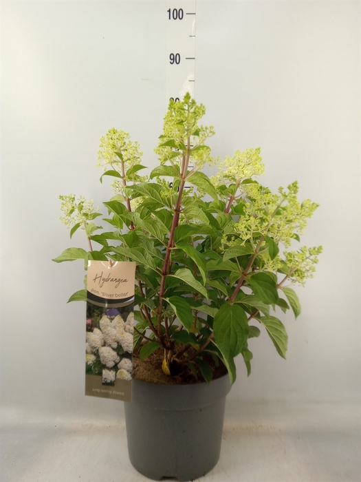 <h4>Hydrangea pan.</h4>