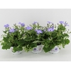 Senecio Senetti Lavender licht blauw