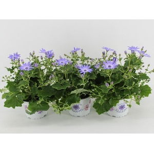 Senecio Senetti Lavender licht blauw