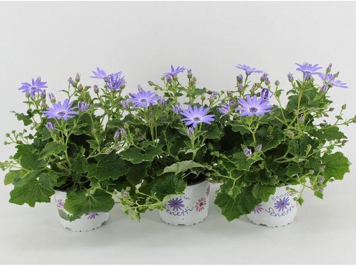Senecio Senetti Lavender licht blauw