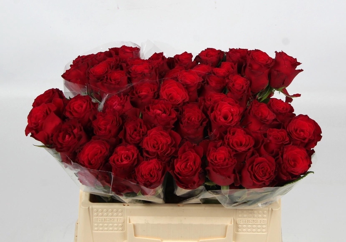 <h4>R GR RHODOS</h4>