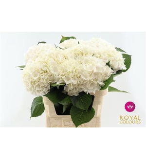 Hydr White Verena Very Nice!!