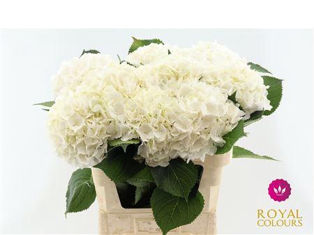 <h4>Hydr White Verena Very Nice!!</h4>
