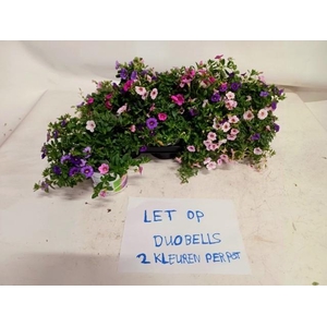 CALIB DUOBELL GEM PT