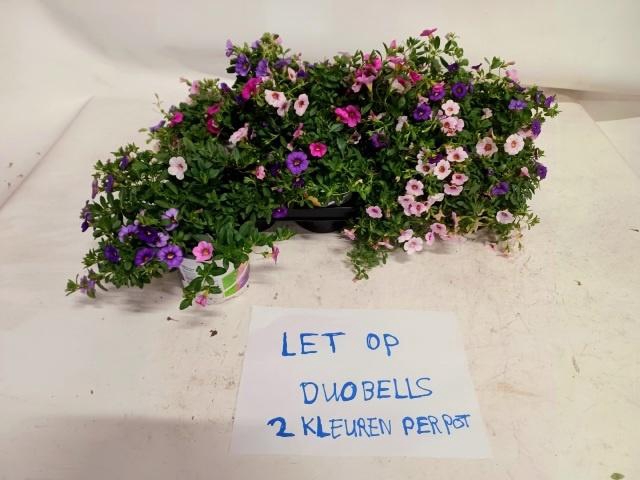 <h4>CALIB DUOBELL GEM PT</h4>