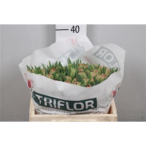 Tu Du Quin Trustfull