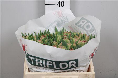 <h4>Tu Du Quin Trustfull</h4>