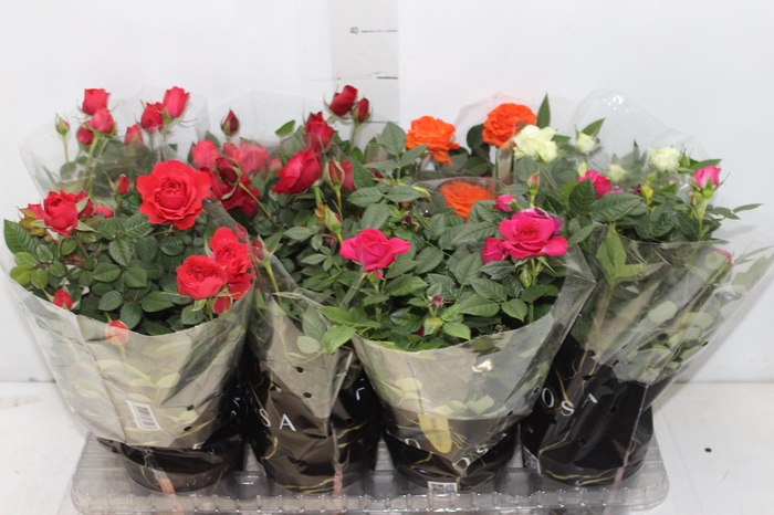 <h4>ROSEIRA MINI P13</h4>
