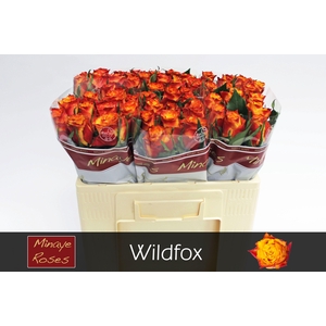 R GR WILDFOX