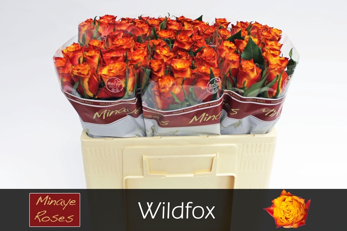 <h4>R GR WILDFOX</h4>