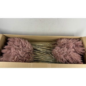 DF Pampas 115cm Brown