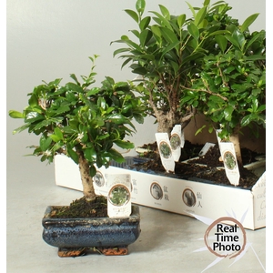 BONSAI GEM