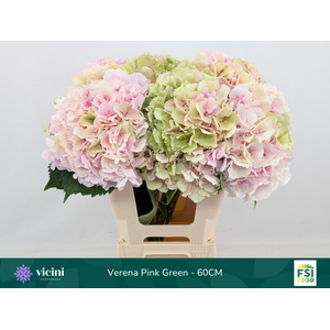 Hydr Verena Pink Green 60 cm Vicini