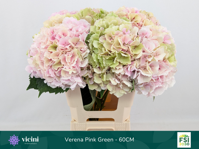 <h4>Hydr Verena Pink Green 60 cm Vicini</h4>